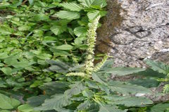Amaranthus spinosus